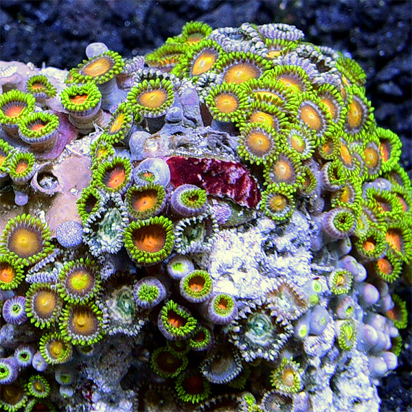Colony Polyp, Super Colored