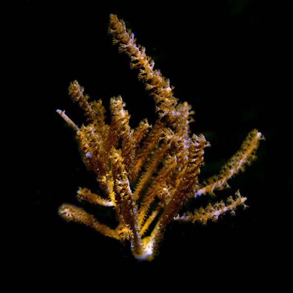 Aquacultured Assorted Soft Coral 5 Pack