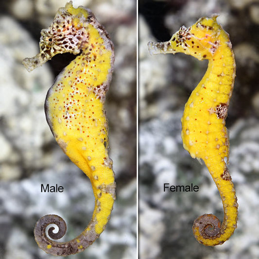 Kuda Seahorse, Captive-Bred