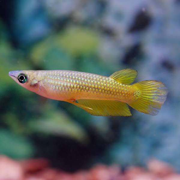 Male Golden Wonder Killifish