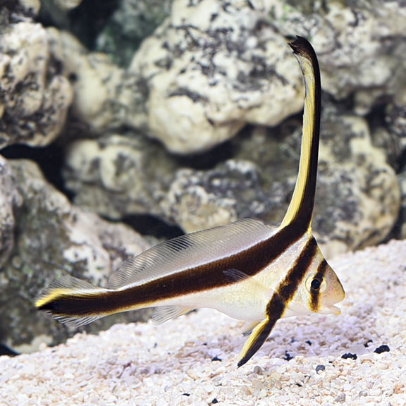 Jackknife Fish – LiveAquaria