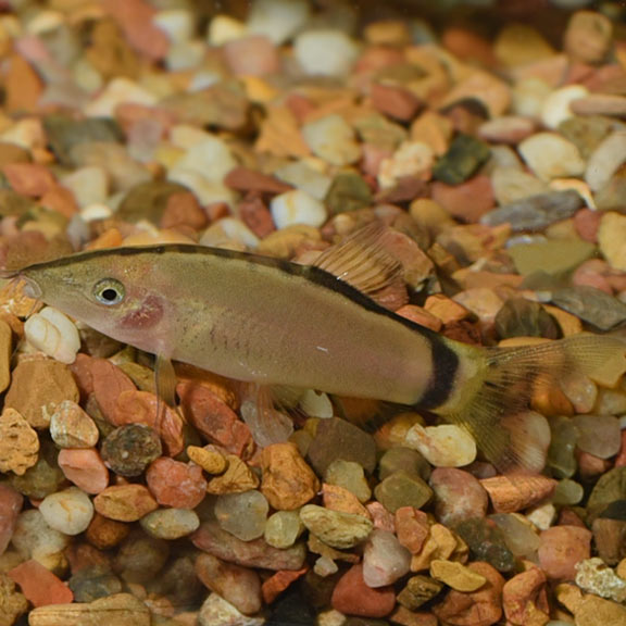 Skunk Botia Loach: Tropical Fish for Freshwater Aquariums – LiveAquaria
