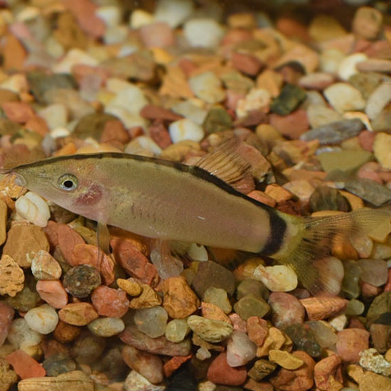 Botia Agressive Skunk Botia Loach: Tropical Fish for Freshwater Aquariums – LiveAquaria