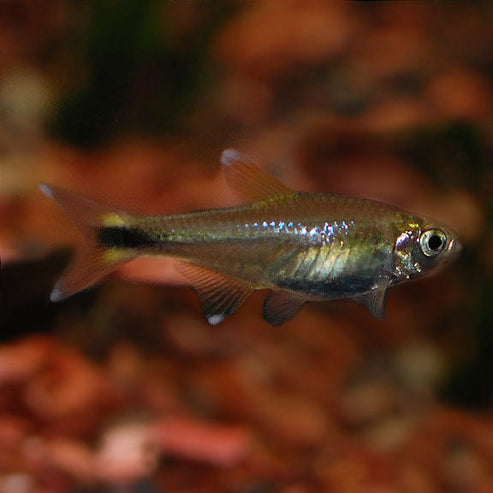 Silver Tip Tetra: Tropical Fish for Freshwater Aquariums – LiveAquaria