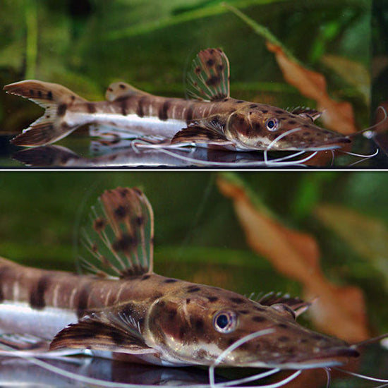 Tiger Shovelnose Catfish : Tropical Fish for Freshwater Aquariums ...