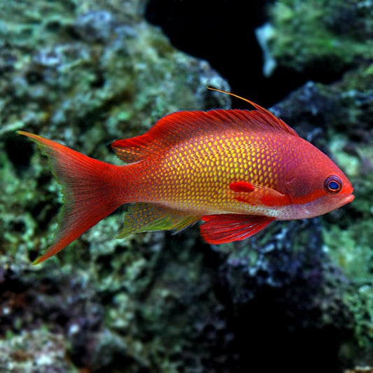 Anthyus Fish Anthias for Sale: Sunburst, Lyretail and other Anthias – Page 2 ...