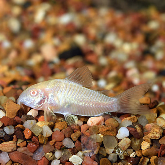 Albino Aeneus Cory Cat