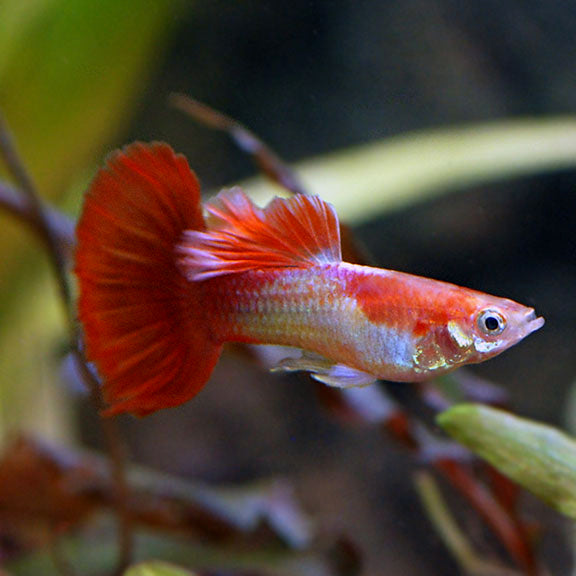 Blonde Tux Guppy, Male