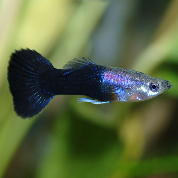 Black Guppy, Male
