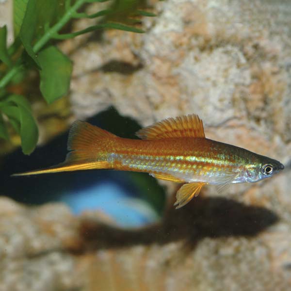 Assorted Male Swordtail