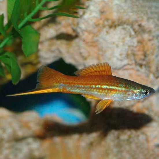 Assorted Swordtail: Tropical Fish for Freshwater Aquariums – LiveAquaria