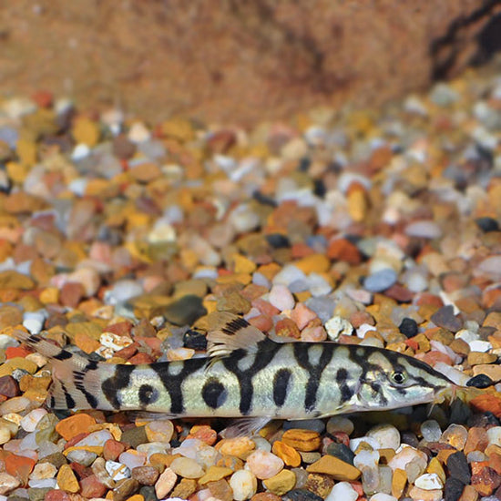 Lohachata Botia Loach: Tropical Fish for Freshwater Aquariums – LiveAquaria