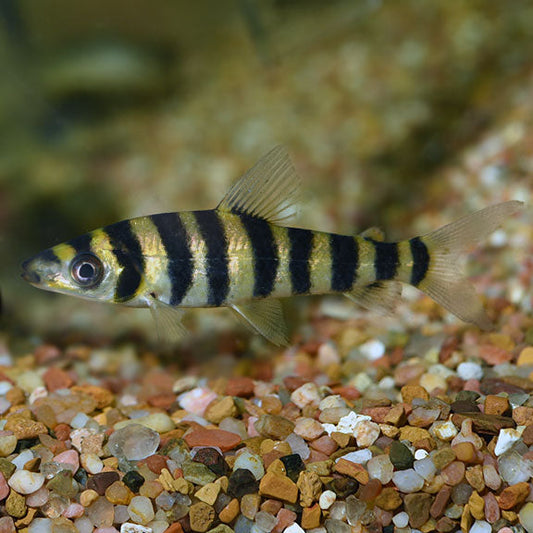 Banded Leporinus