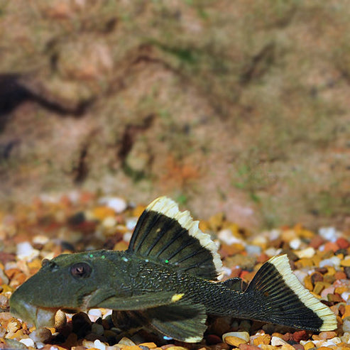 Mango (L-47) Plecostomus: Tropical Fish for Freshwater Aquariums ...