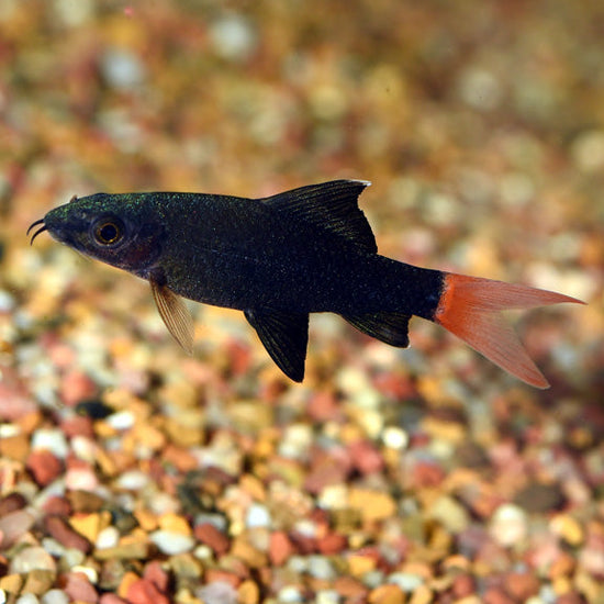 Redtail Shark: Tropical Fish for Freshwater Aquariums – LiveAquaria