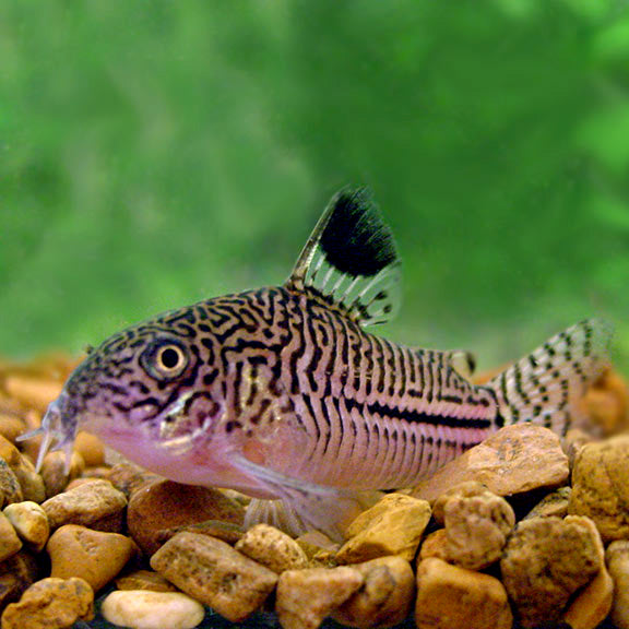 False Julii Cory Cat: Freshwater Tropical Fish for Home Aquariums ...