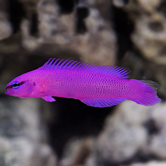 Fridmani Pseudochromis