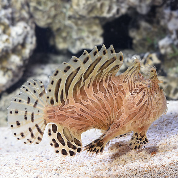 Anglers & Frogfish | Marine Fish – LiveAquaria