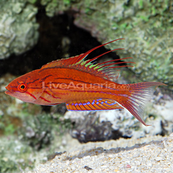 Filamented Flasher Wrasse