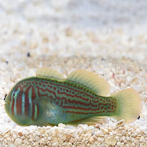 Clown Goby, Green: Saltwater Aquarium Fish for Marine Aquariums ...