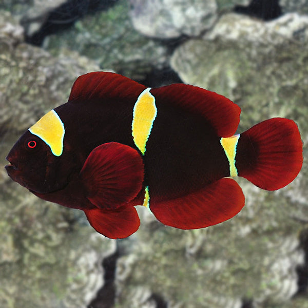 Gold Stripe Maroon Clownfish