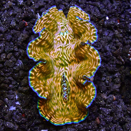 Aquacultured Derasa Clam