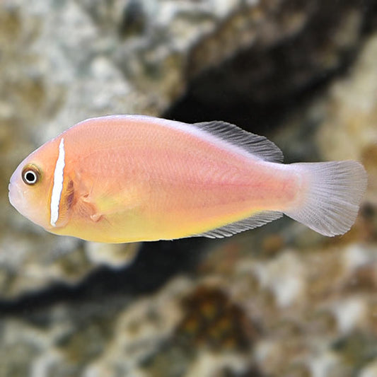 Pink Skunk Clownfish - Tank-Bred