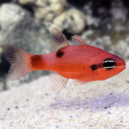 Assorted Cardinal Fish Cardinalfish | Marine Fish – LiveAquaria