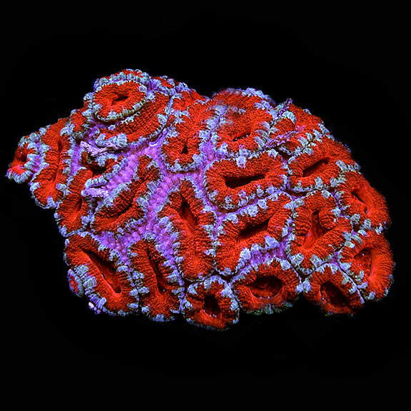 Lordhowensis Coral, Tri Color