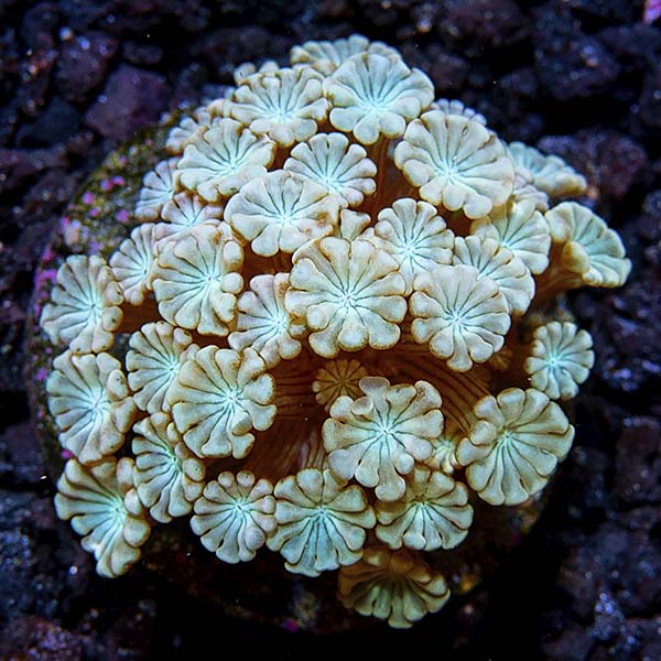 Premium Aquacultured LPS Frag Packs