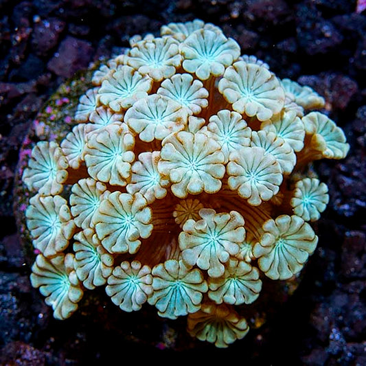 Premium Aquacultured LPS Frag Packs