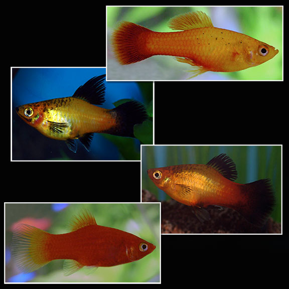 Assorted Platy