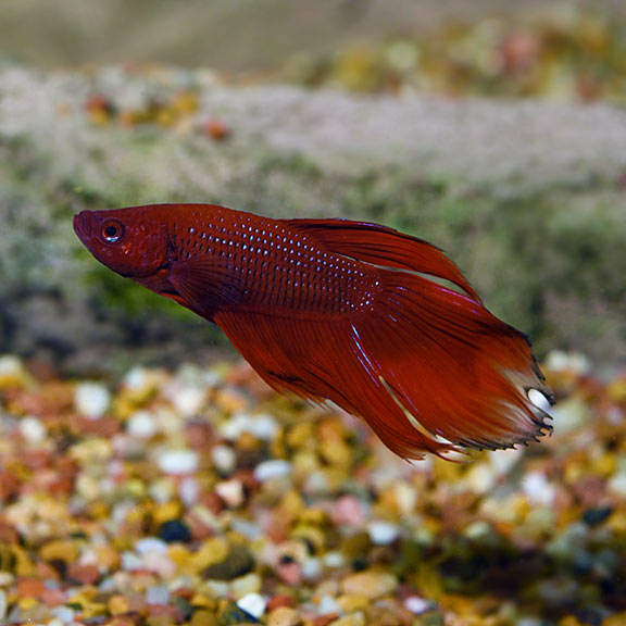 Veiltail Betta, Male