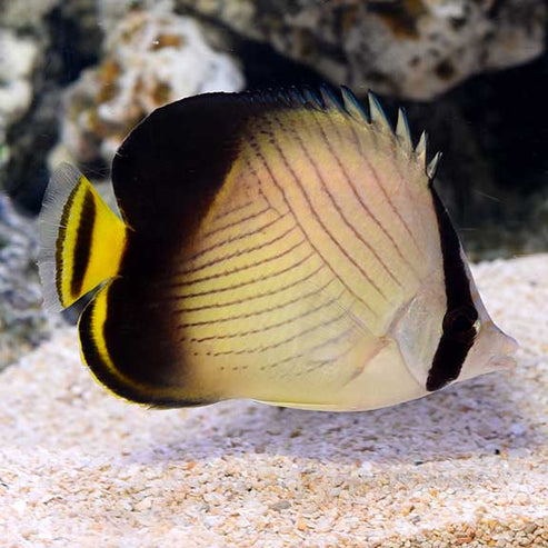 Indian Vagabond Butterflyfish – LiveAquaria