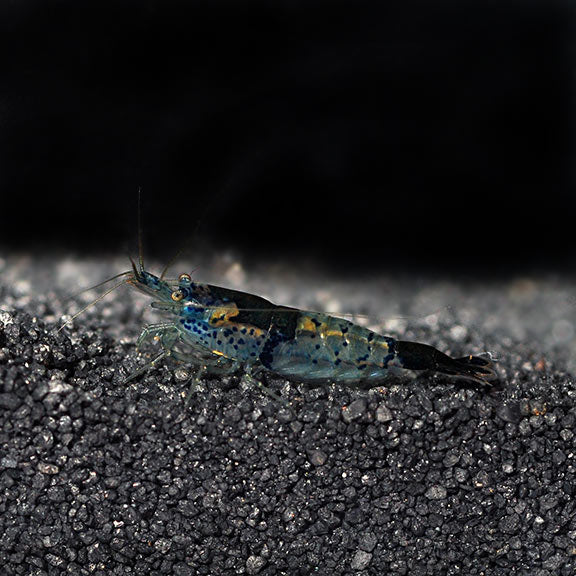 Black and Blue Rili Shrimp: Tropical Fish, Invertebrates, and ...
