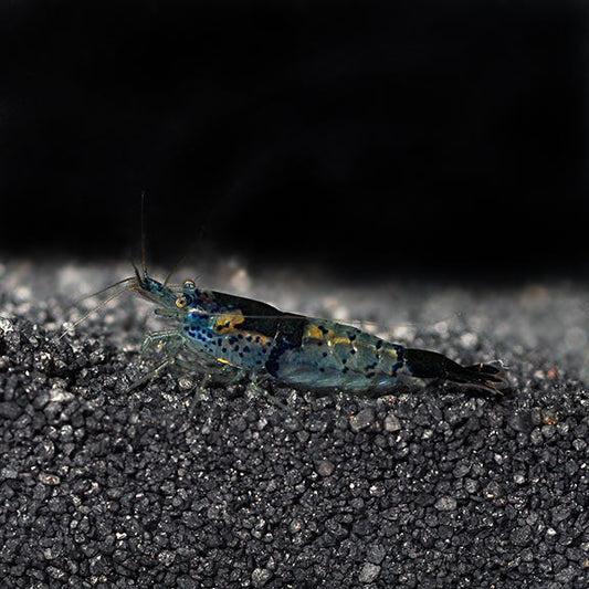 Black and Blue Rili Shrimp