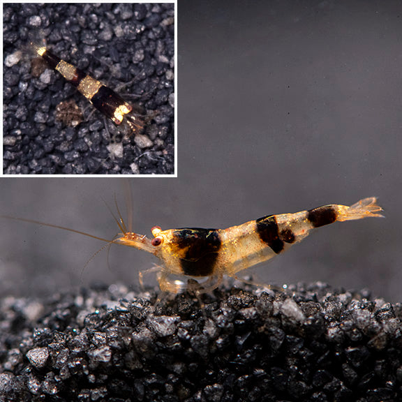Black Rili Shrimp: Tropical Fish, Invertebrates, and Amphibians for ...