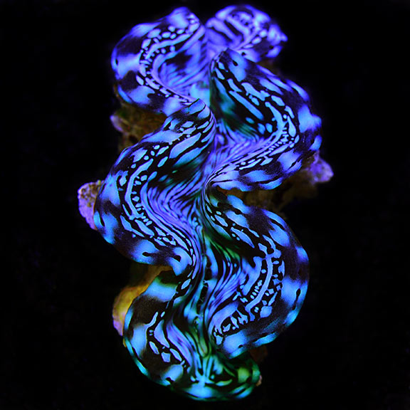 Squamosa Clam, Blue, Aquacultured