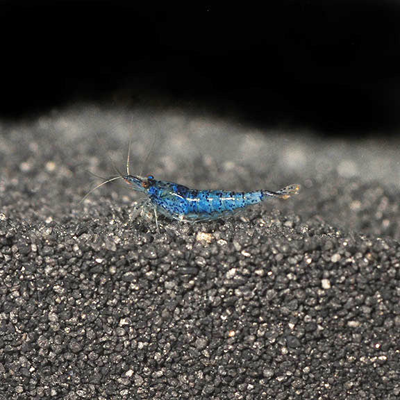 Blue Velvet Shrimp: Tropical Fish, Invertebrates, and Amphibians for ...