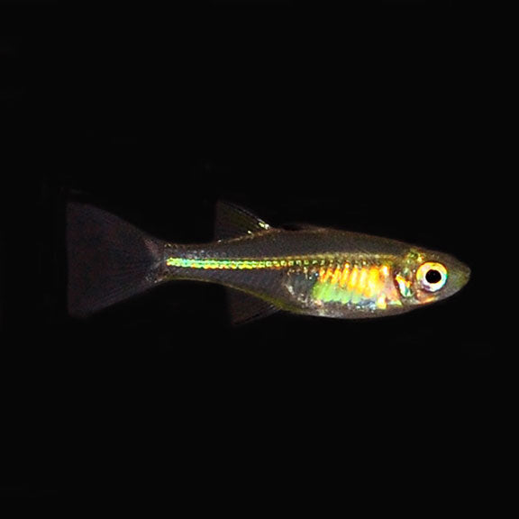 Celebes Rainbow: Tropical Fish for Freshwater Aquariums – LiveAquaria