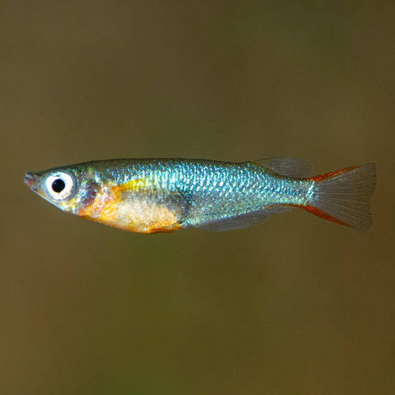 Daisy's Blue Rice Killifish: Tropical Fish for Freshwater Aquariums ...