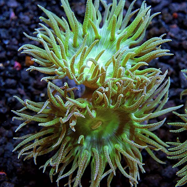 Premium Aquacultured LPS Frag Packs