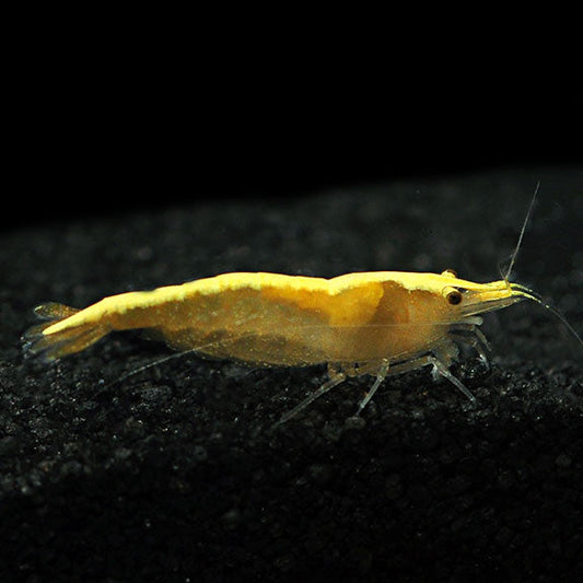 Gold Back Yellow Fire Shrimp