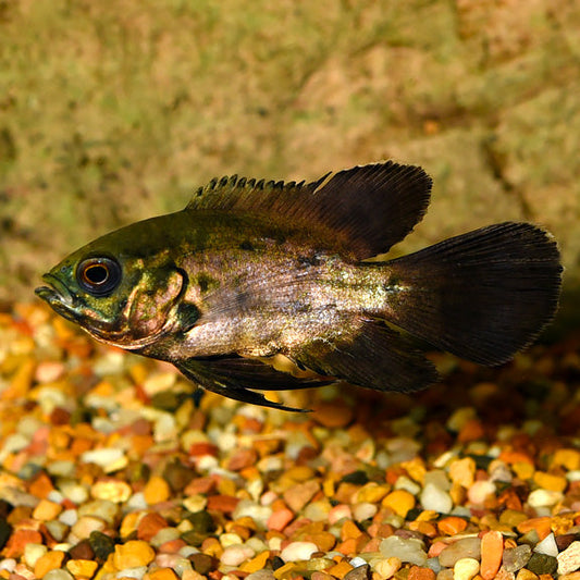 Assorted Longfin Oscar