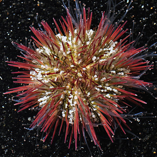 Aquacultured Pincushion Sea Urchin