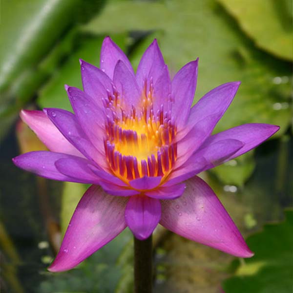 5x5 Tropical  Pond Plant Starter Pack