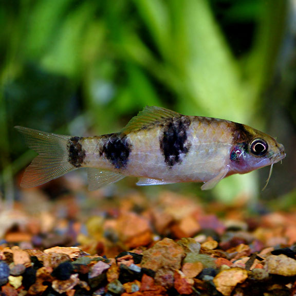 Panda Barb: Tropical Fish for Freshwater Aquariums – LiveAquaria