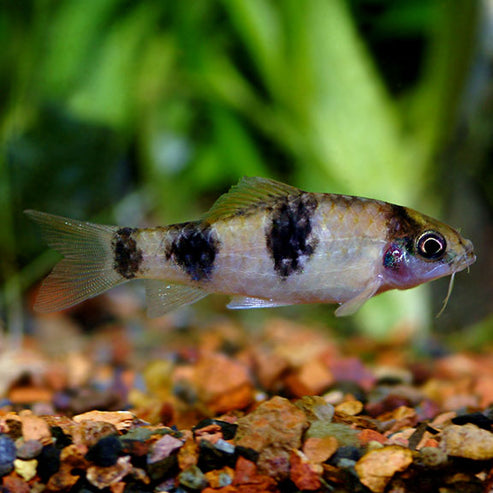Panda Barb: Tropical Fish for Freshwater Aquariums – LiveAquaria