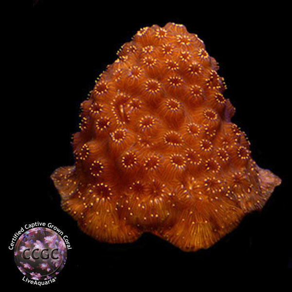 LiveAquaria® CCGC Aquacultured Sunburst Pavona Coral