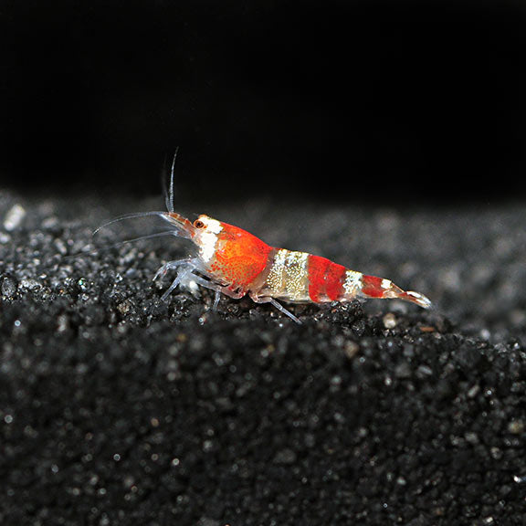Red Crystal Shrimp: Tropical Fish, Invertebrates, and Amphibians for ...